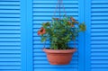 Beautiful petunia flowers in pot on blue  background Royalty Free Stock Photo