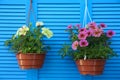 Beautiful petunia flowers in pots on wooden background Royalty Free Stock Photo