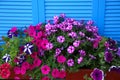 Beautiful petunia flowers in pots near blue folding screen