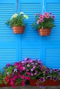 Petunia flowers in pots near blue folding screen