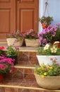 Petunia flowers in pots on steps near front door Royalty Free Stock Photo