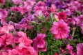 Beautiful petunia grows on the flower beds in the park Royalty Free Stock Photo