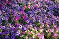 Beautiful petunia grows on the flower beds in the park Royalty Free Stock Photo