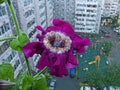 Beautiful petunia, a variety of `Black triumph`. Giant flowers up to 16 cm. Beautiful large and bright flowers