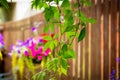 Hanging basket with violet petunia and busy lizy