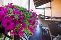 Beautiful petunias decorating courtyard cafe