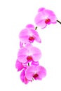 Beautiful phalaenopsis blume orchids on white background