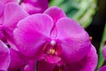 Beautiful Phalaenopsis dark purple moth orchid at a botanical garden.