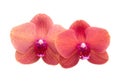 Beautiful phalaenopsis or exotic orchid flower isolated on the white Royalty Free Stock Photo