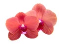 Beautiful phalaenopsis or exotic orchid flower isolated on the white Royalty Free Stock Photo