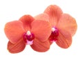 Beautiful phalaenopsis or exotic orchid flower isolated on the white Royalty Free Stock Photo