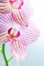 Beautiful Phalaenopsis Orchid flower