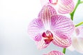 Beautiful Phalaenopsis Orchid flower