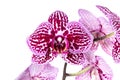 Beautiful Phalaenopsis orchid flowers, isolated on white background. Orchid on a white background. Copy space Royalty Free Stock Photo