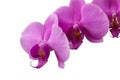 Beautiful Phalaenopsis orchid flowers isolated on white background