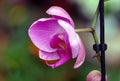 Beautiful Phalaenopsis Orchid in the greenhouse