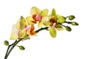 Beautiful phalaenopsis orchid.