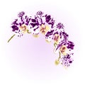 Beautiful Phalaenopsis Orchid spotted white and purple stem with flowers and buds vintage vector closeup editable ill