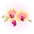 Beautiful Phalaenopsis Orchid Yellow stem with flowers and buds isolated