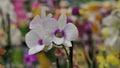 Beautiful phalaenopsis orchids in the greenhouse