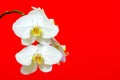 Beautiful phalaenopsis white orchids hanging against bright red background Royalty Free Stock Photo