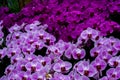 Beautiful Phalaenopsismoth orchids