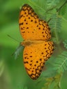 A beautiful Phalanta phalanta butterfly