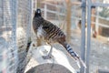 Beautiful pheasant hunting stands on a stump Royalty Free Stock Photo