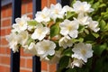 Beautiful Philadelphia jasmine flowers. Generate ai