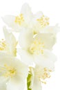 Beautiful Philadelphus Mock Orange or Jasmine Macro on White