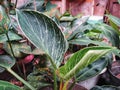 beautiful philodendron birkin houseplants in the yard Royalty Free Stock Photo