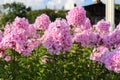 Beautiful Phlox paniculata gently pink color. Closeup of a purple flower with green leaves.