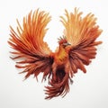 A beautiful Phoenix bird