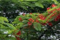 Beautiful phoenix tree, orderly arrangement of fiery red flowers and green leaves