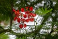 Beautiful phoenix tree, orderly arrangement of fiery red flowers and green leaves