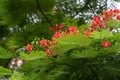 Beautiful phoenix tree, orderly arrangement of fiery red flowers and green leaves