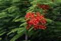 Beautiful phoenix tree, orderly arrangement of fiery red flowers and green leaves