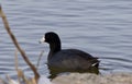 Beautiful image with amazing american coot in the lake