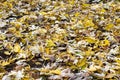 A beautiful photo of an autumn fallen leaves on the ground.