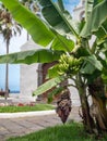 Beautiful image of bananas growing on palm tree against old catholic church in colonial style Royalty Free Stock Photo