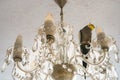 Parrot sitting on a chandelier. Ornithology. Funny parrot. Cockatiel parrot