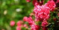 Blooming rose bush