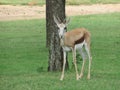 Buck by tree. Light Brown. White tummy and white face. Beautiful. Feminine