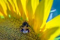 Beautiful photo of a bumblebee on a sunflower. Closeup macro photo Royalty Free Stock Photo