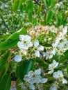 Beautiful photo of charry flowers between green leaves on the branch showing blossom season partiality blurred background