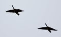 Background with a pair of Canada geese flying Royalty Free Stock Photo