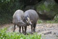 Beautiful Photo Of A Couple of Wild Pigs In The Forest