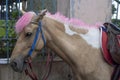 Beautiful Photo Of A Cute Highland Pony With Pink Hair