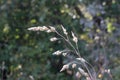 Beautiful photo of dried meadow grass in the forest.