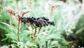 A beautiful photo of an elderberry in the garden, a ripe black berry on a branch with green foliage Royalty Free Stock Photo